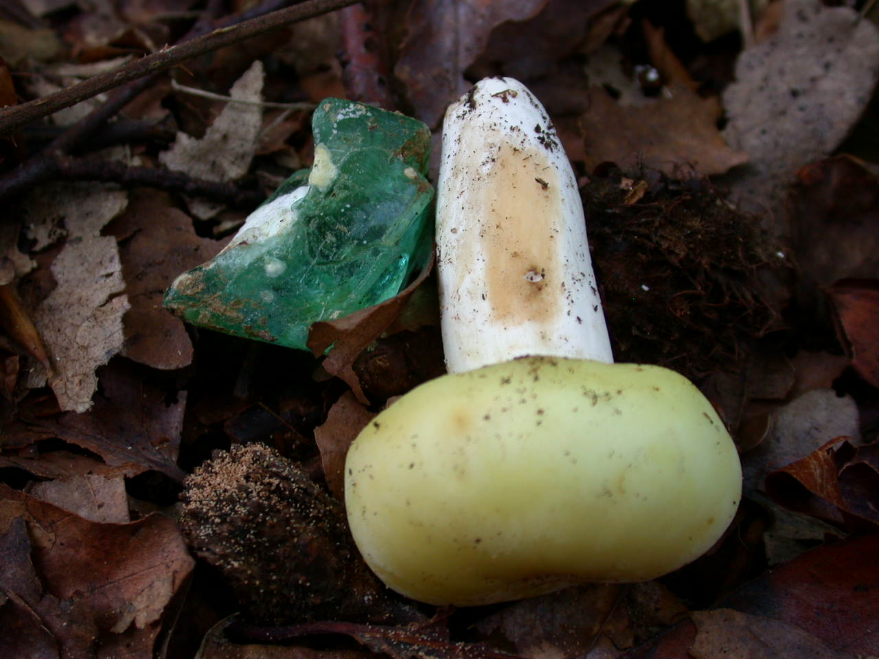 Russula violeipes ... var.citrina